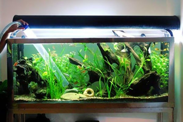 jasa aquascape