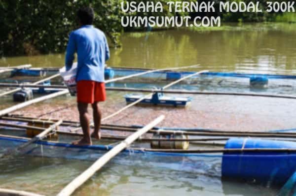 Ikan Lele
