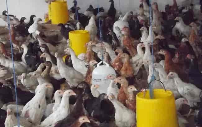 Tips Usaha Jualan Ayam Potong