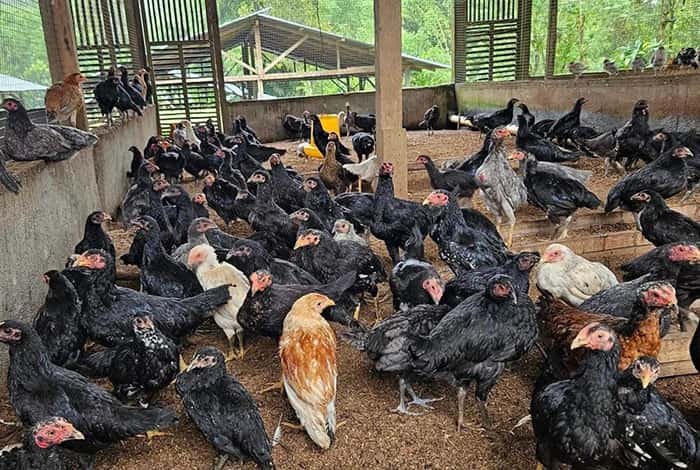 ternak ayam
