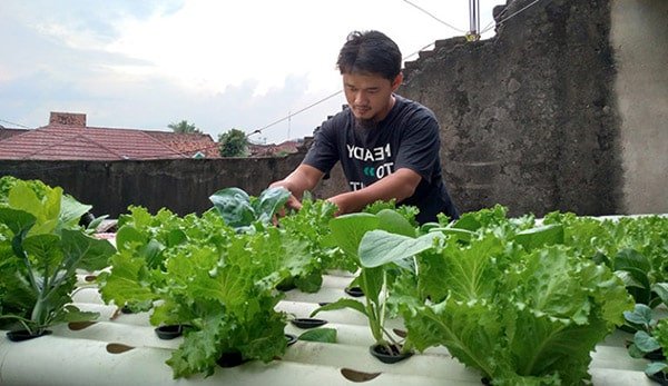 usaha hidroponik bisnis hidroponik