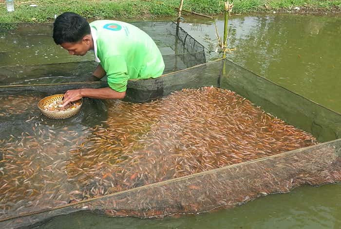 budidaya ikan