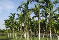 bisnis buah pinang